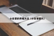小白掌的养殖方法（小白掌图片）
